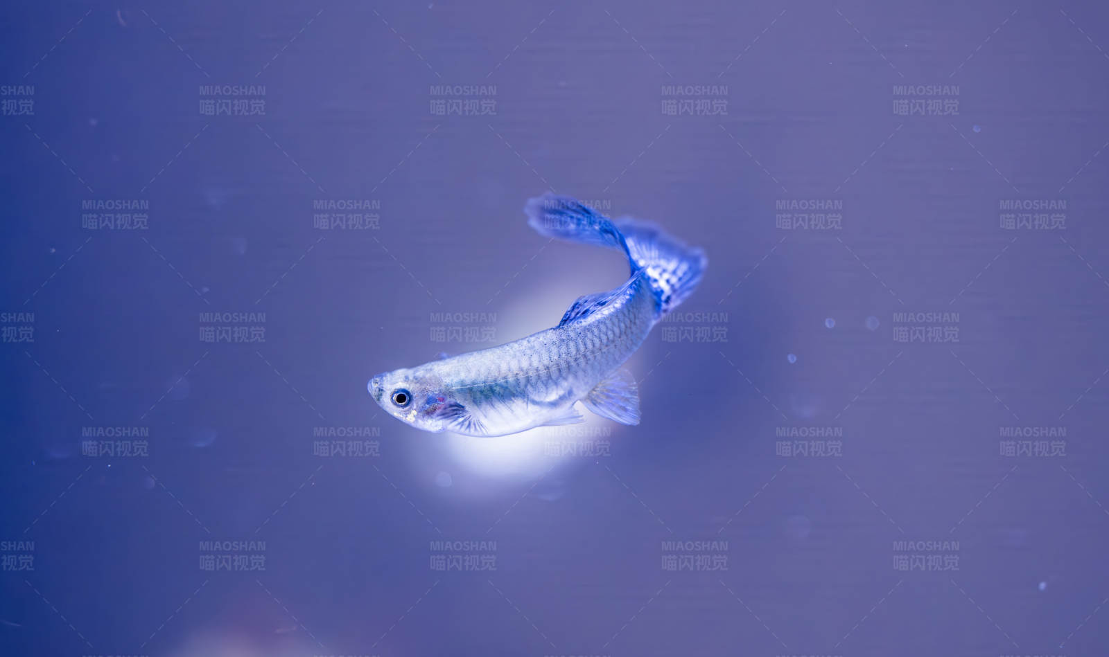 蓝色背景中的小鱼图片