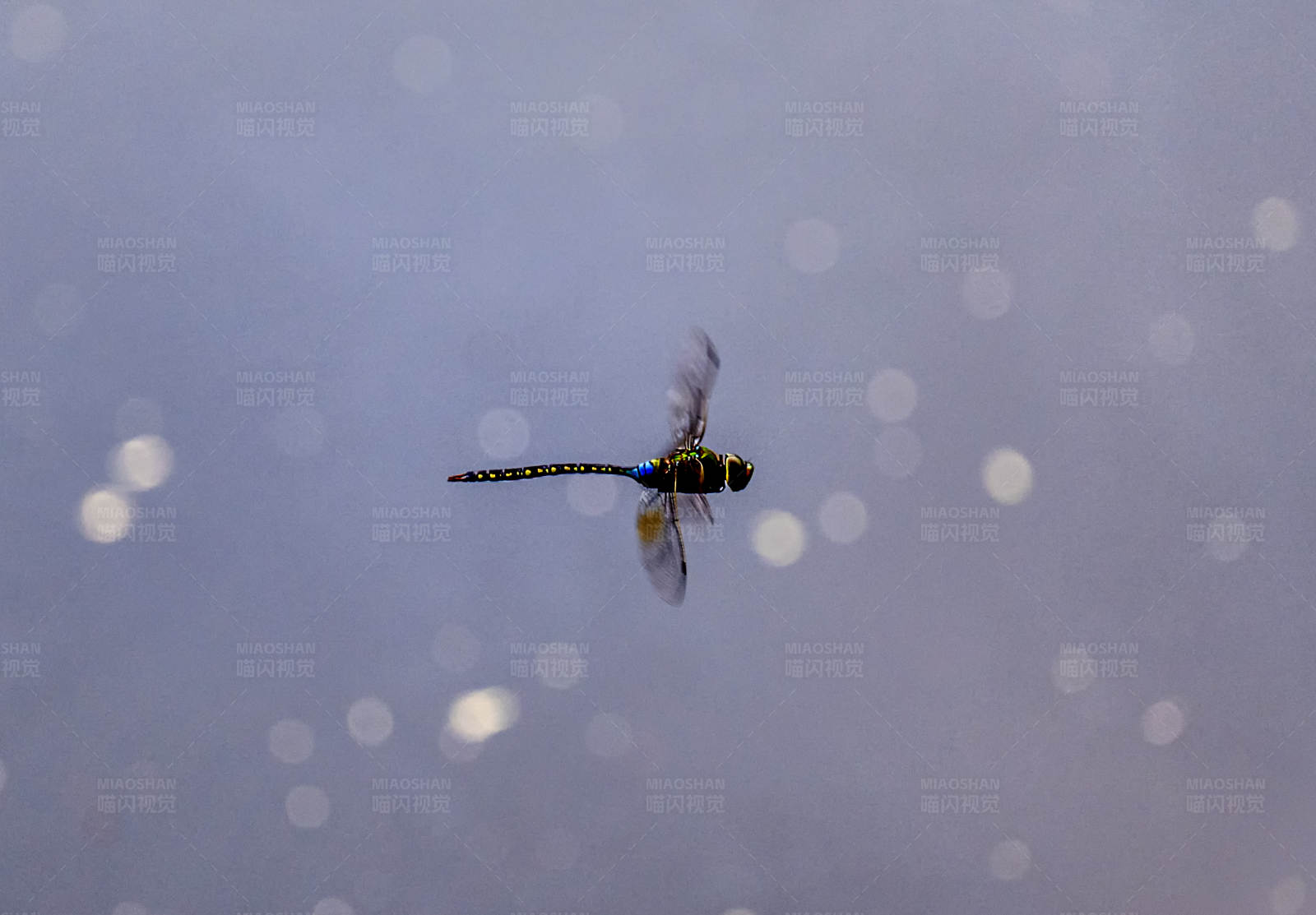 蜻蜓飞舞在雨中图片