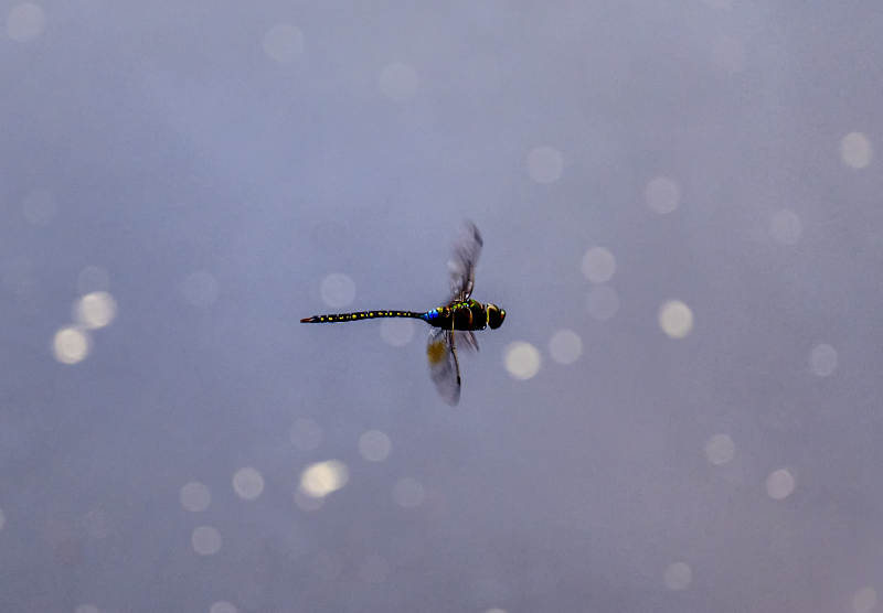 蜻蜓飞舞在雨中图片