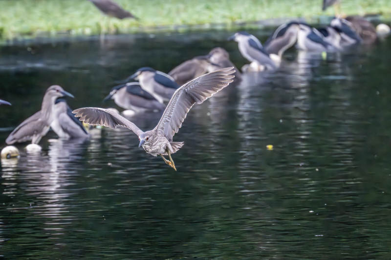 飞鸟掠水 群鸭观之图片