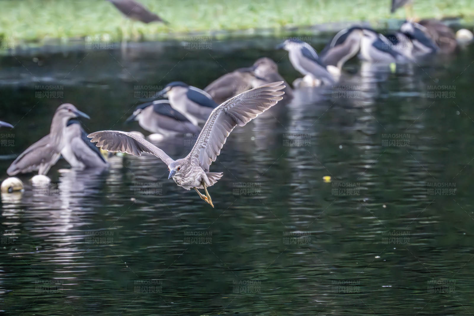 飞鸟掠水 群鸭观之图片