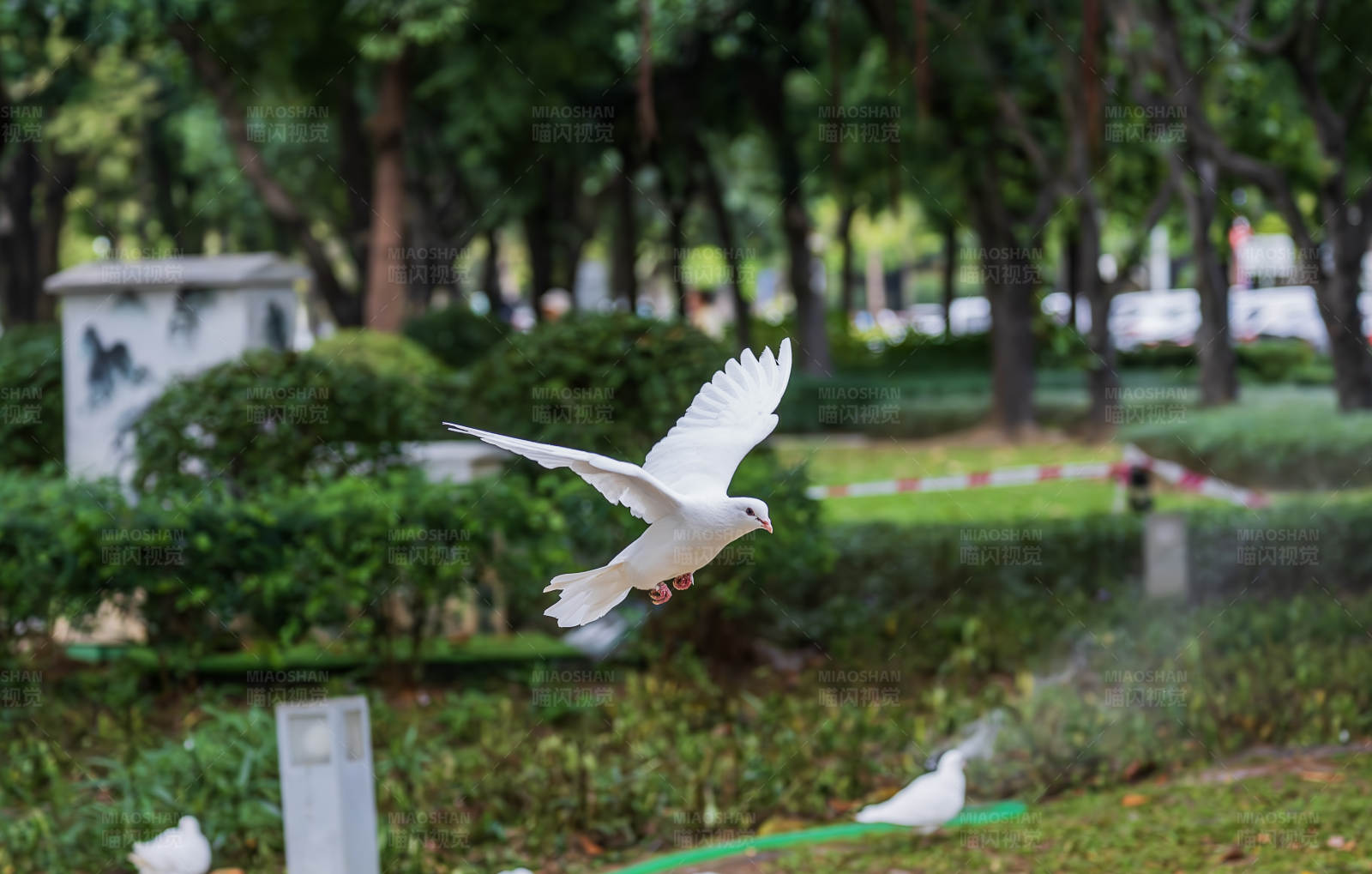 白鸽飞翔图片