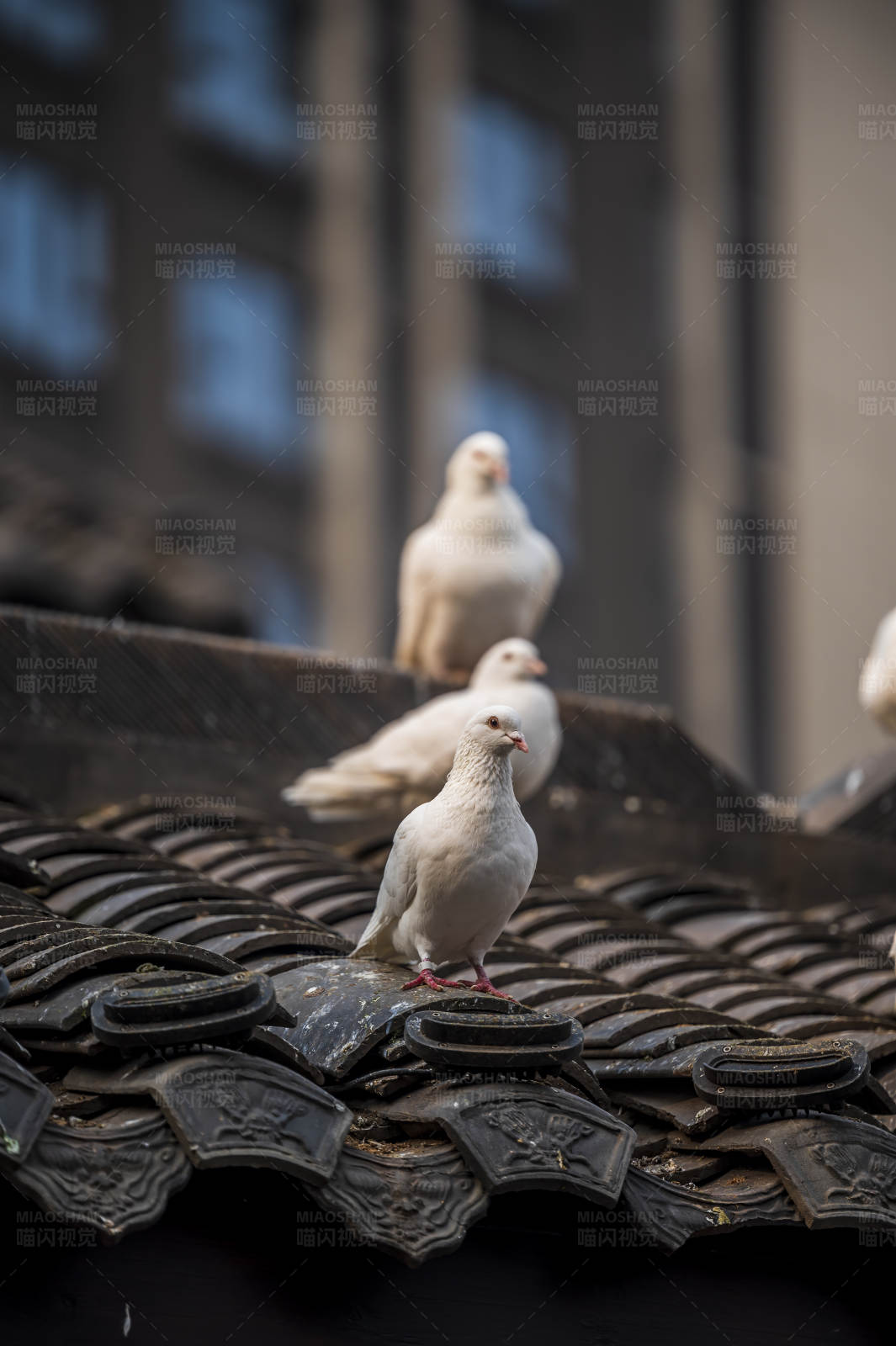 白鸽栖息瓦片上图片
