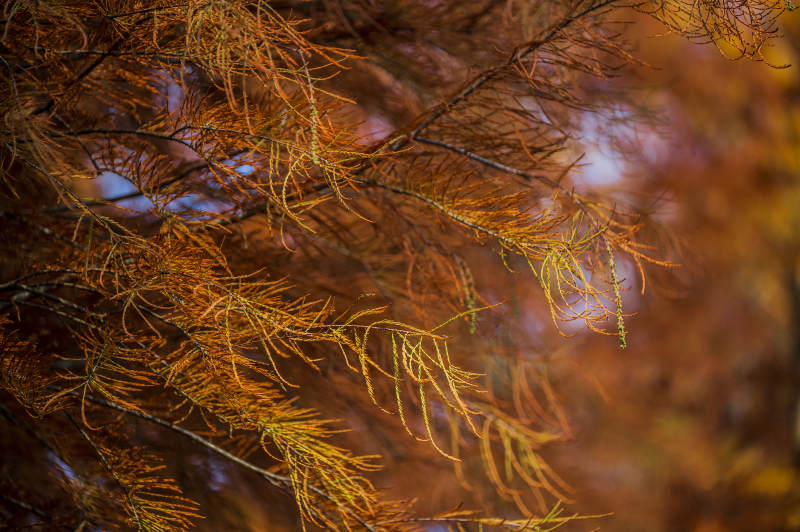 秋日松针的金黄色调图片