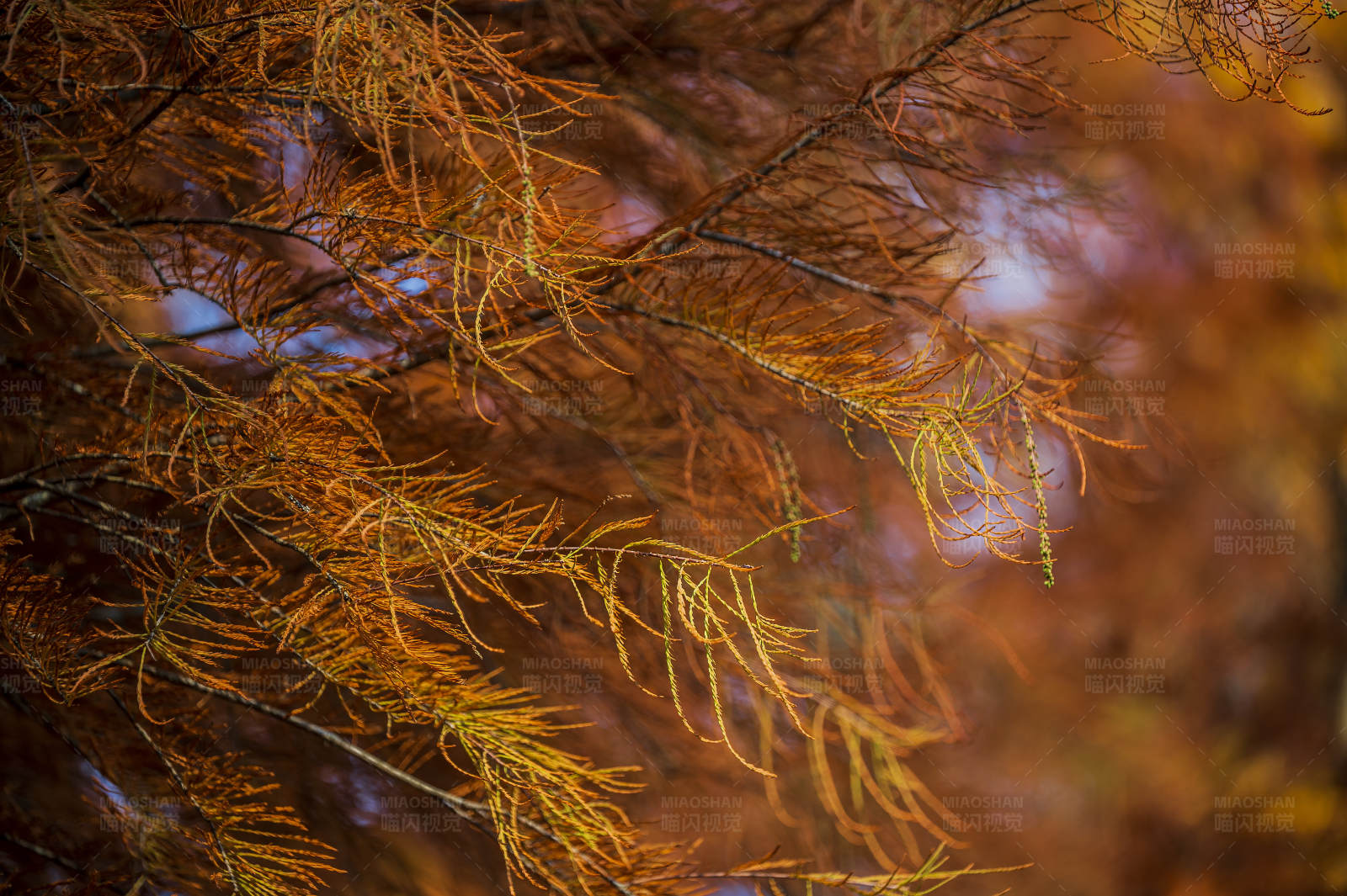 秋日松针的金黄色调图片