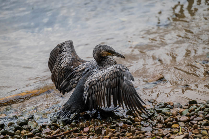 展翅晾晒的鸬鹚图片