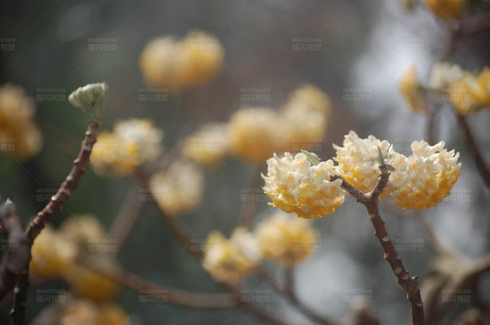 冬日暖阳下的黄花图片