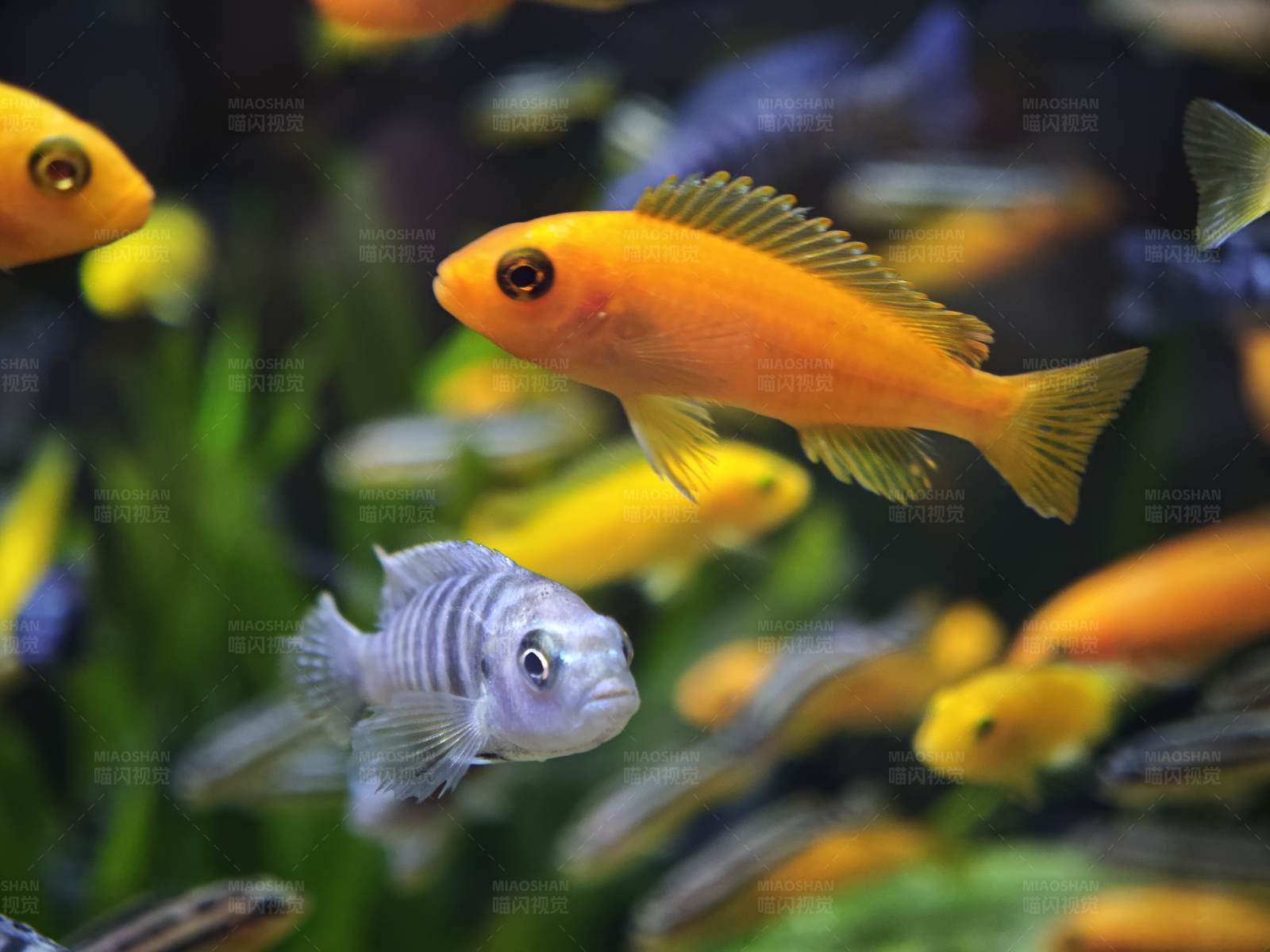 多彩鱼儿水中游图片