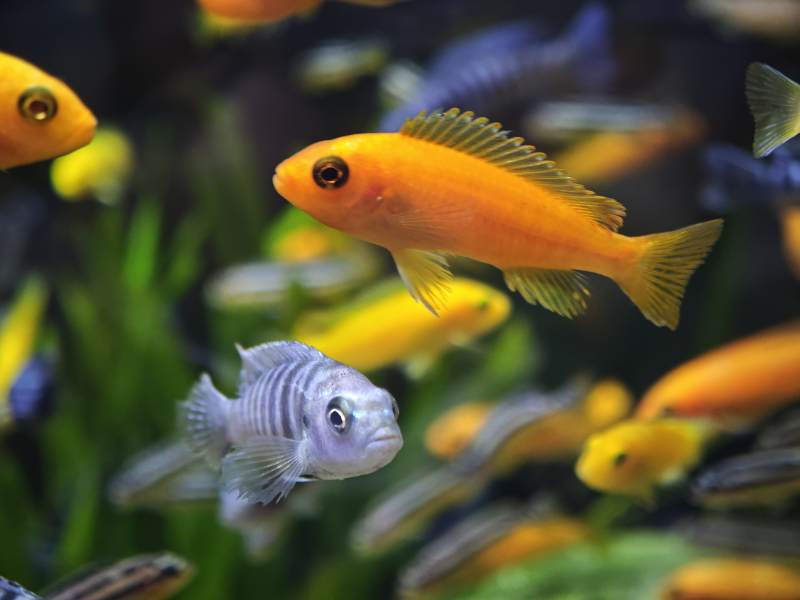 多彩鱼儿水中游图片