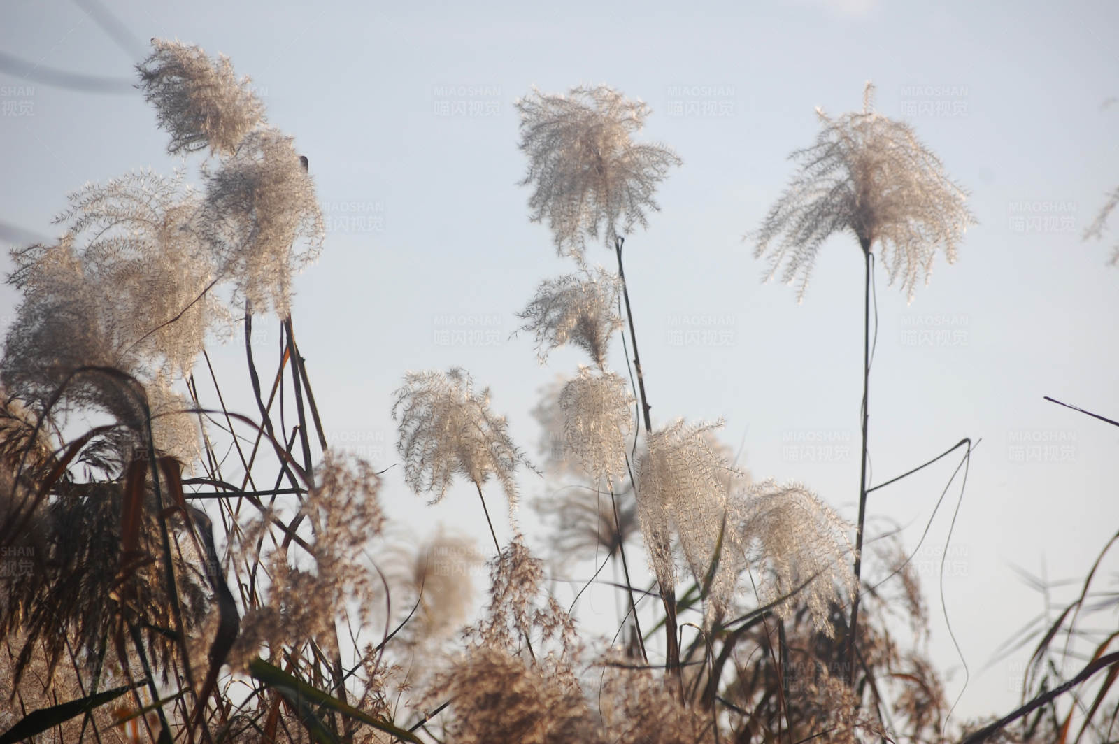 秋日芦苇随风摇曳图片