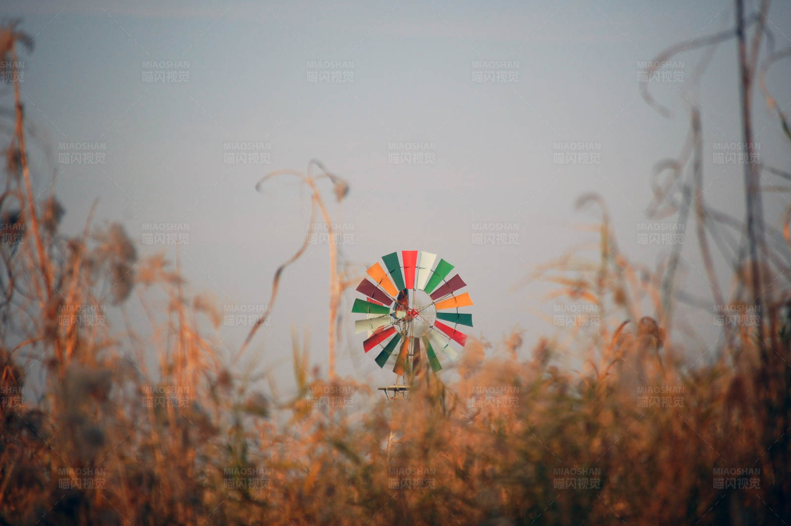 田野上的彩色风车图片