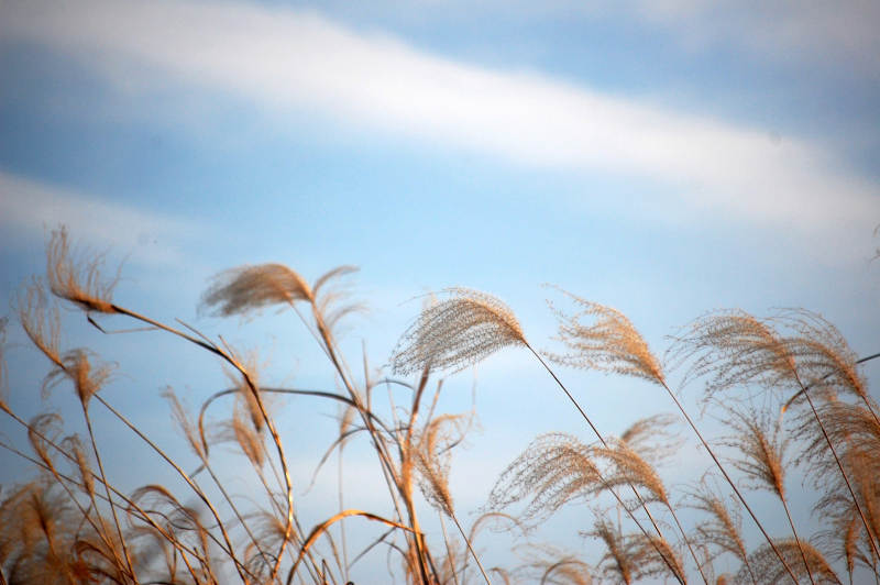 秋风中的芦苇图片