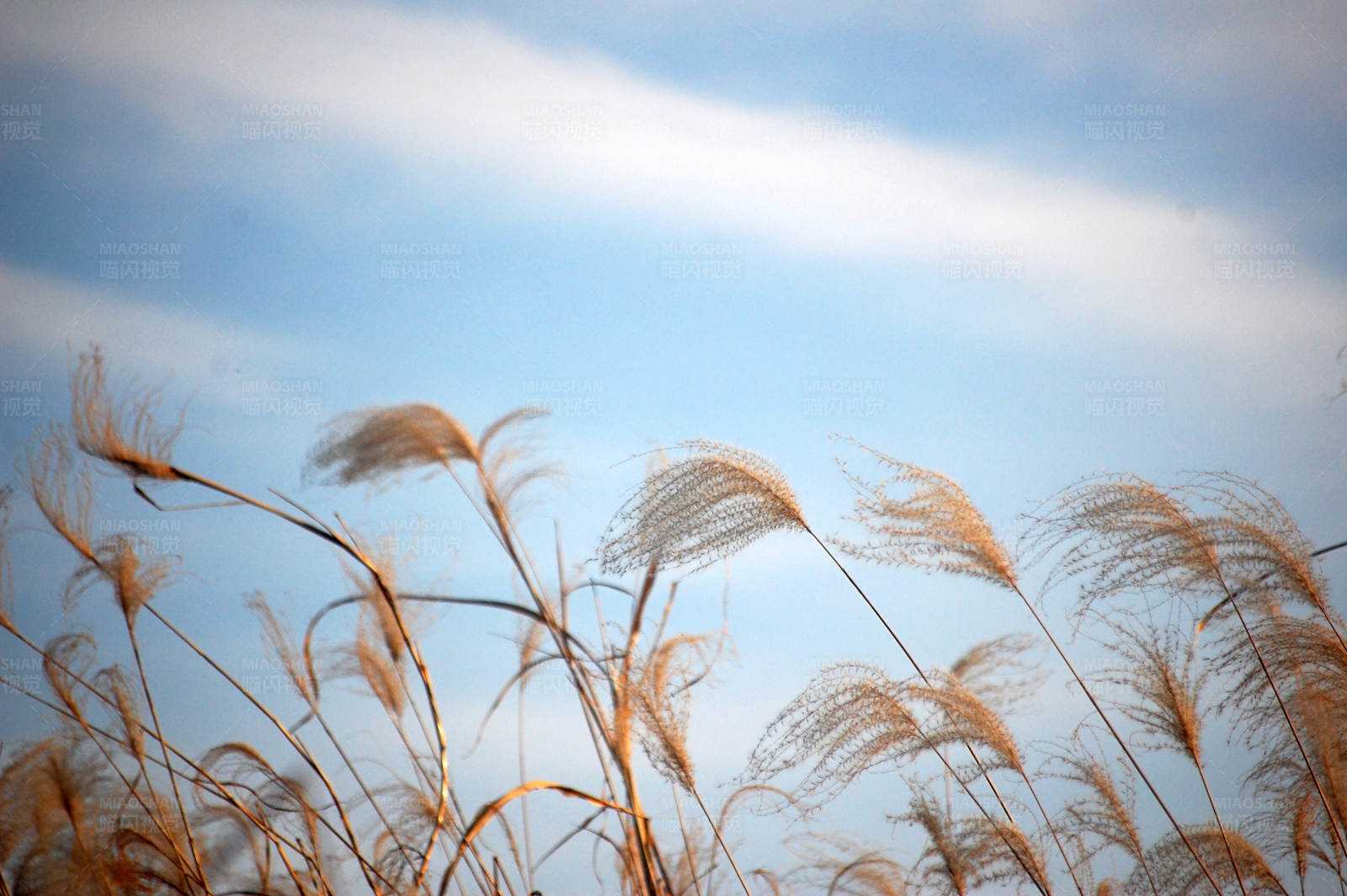 秋风中的芦苇图片