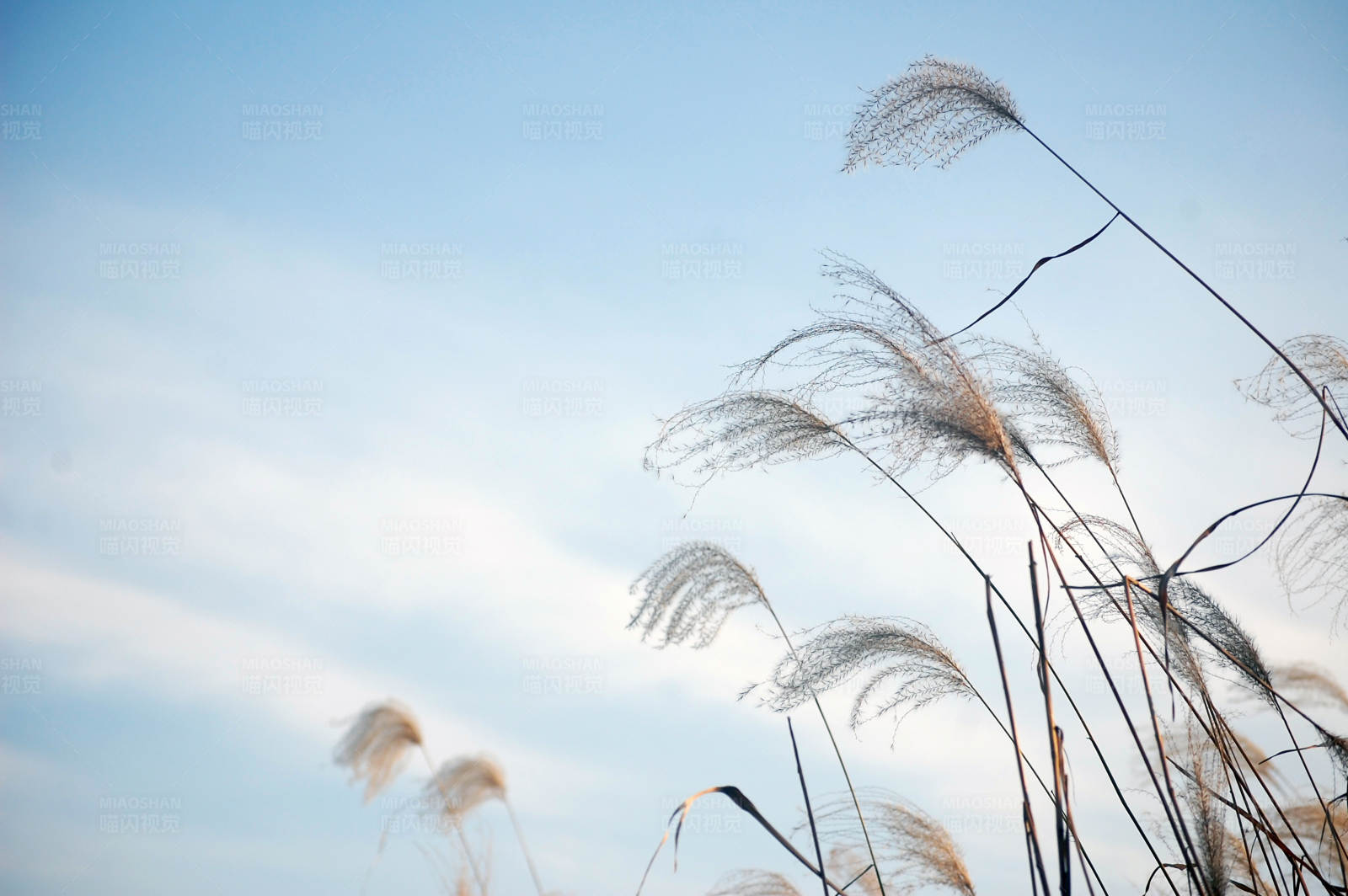 芦苇随风舞图片