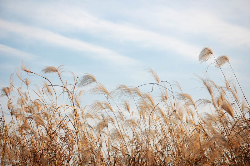 秋风中的芦苇图片