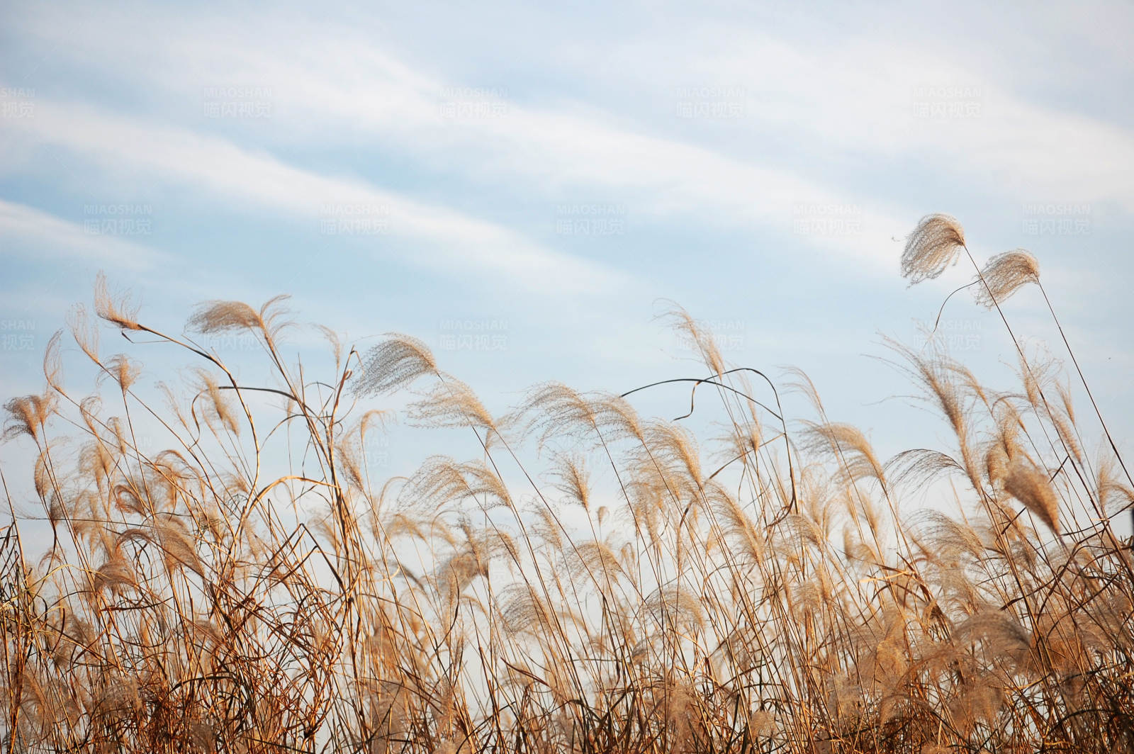 秋风中的芦苇图片
