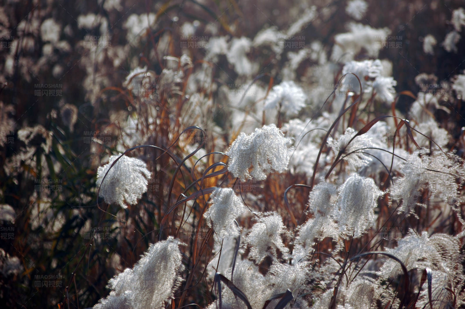 冬日霜花覆盖的草地图片
