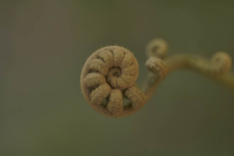 新生蕨类植物的螺旋图片