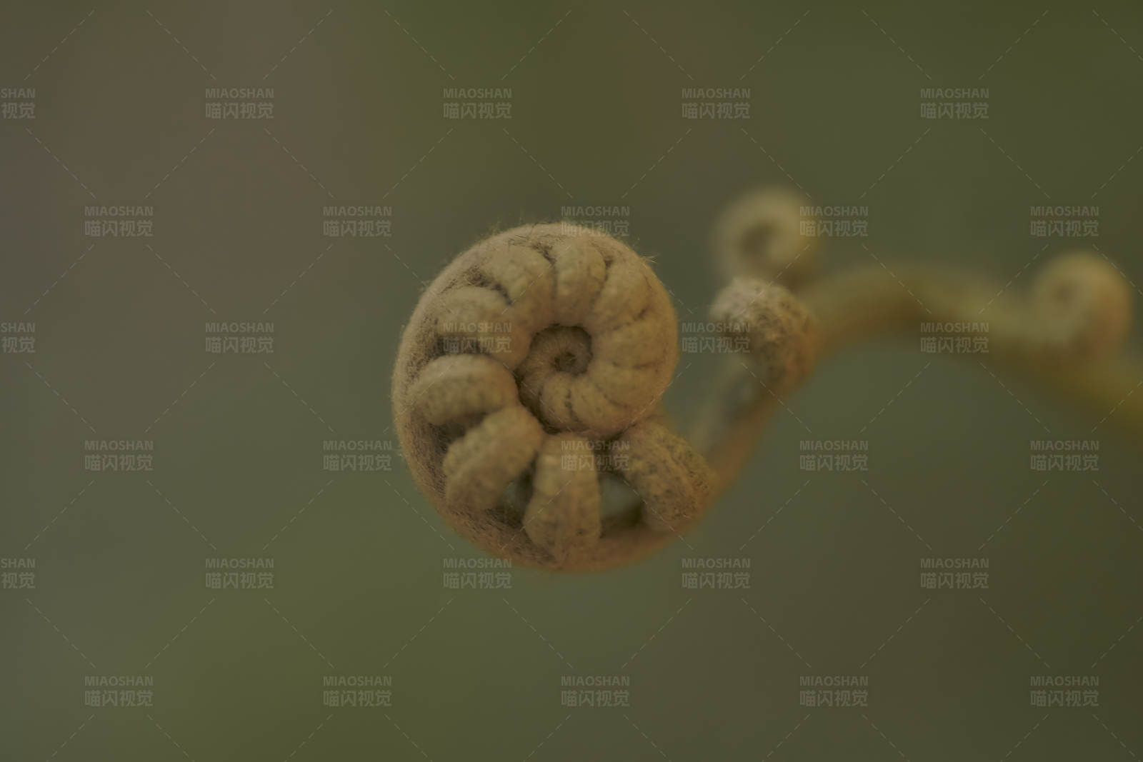 新生蕨类植物的螺旋图片