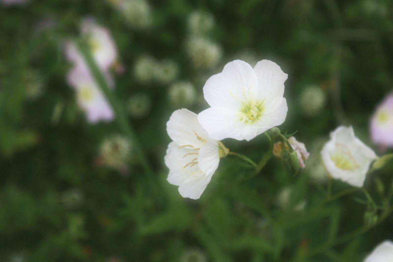 白色花朵在绿叶中图片