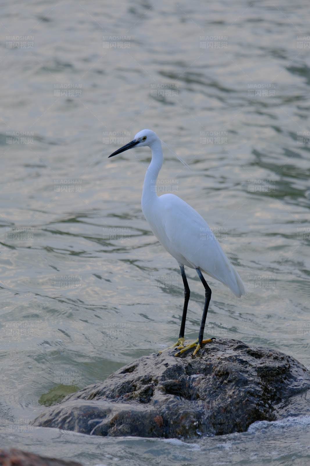 白鹭栖息水边岩石上图片