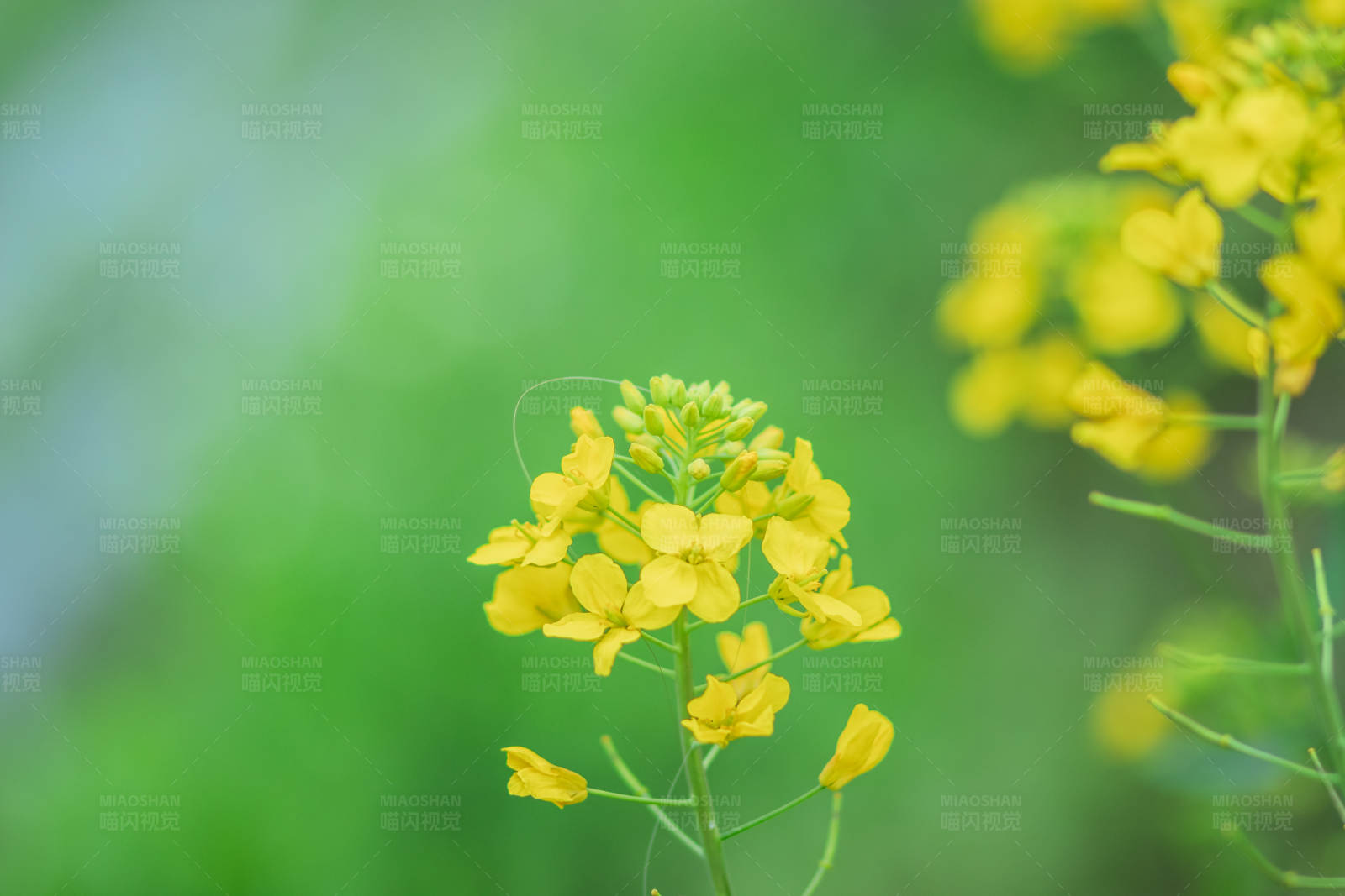 黄花绽放 绿意盎然图片