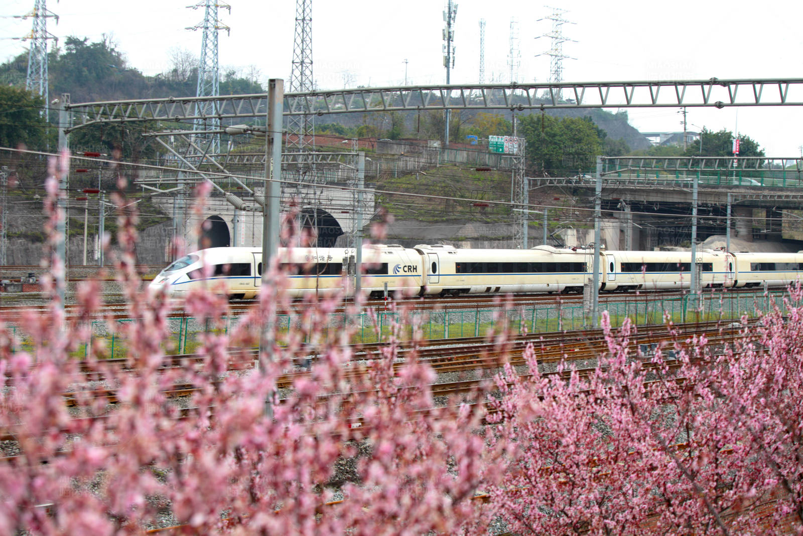春日列车穿花海图片