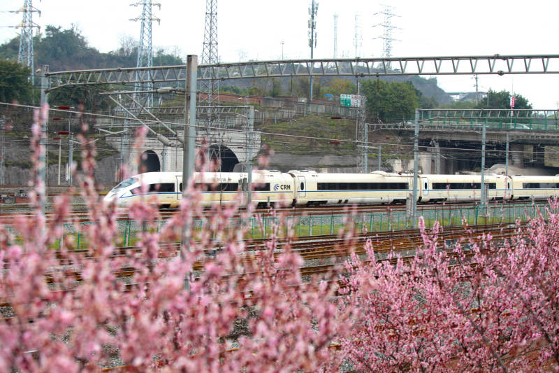 春日列车穿花海图片