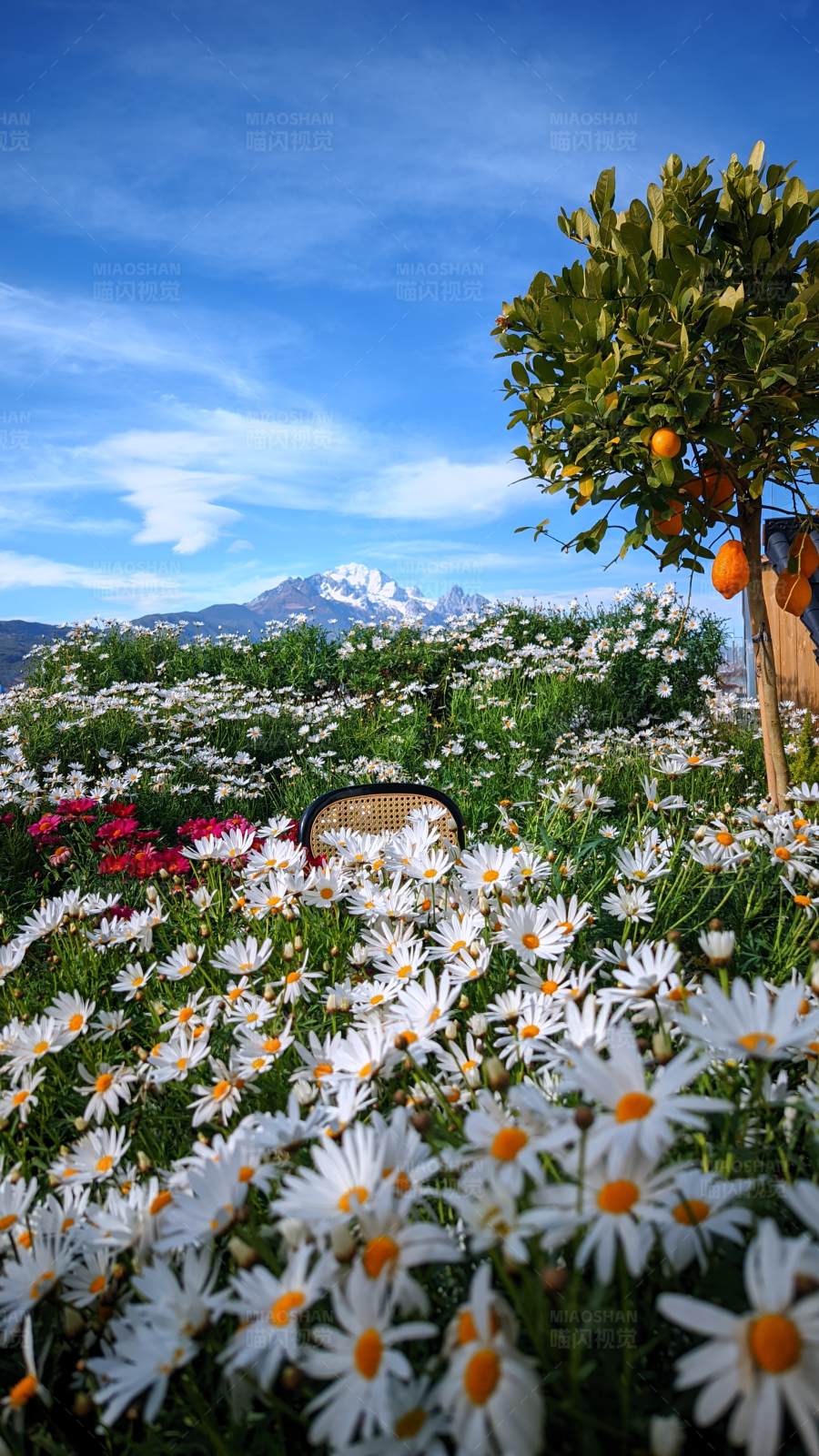 花海与橙树图片