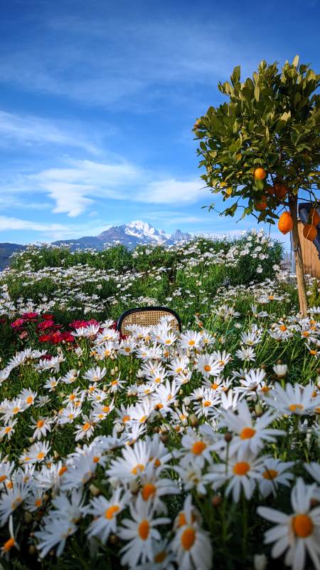 花海与橙树图片