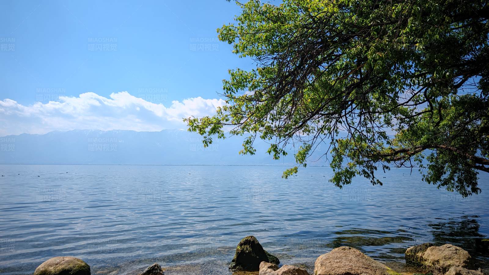 湖畔树影图片