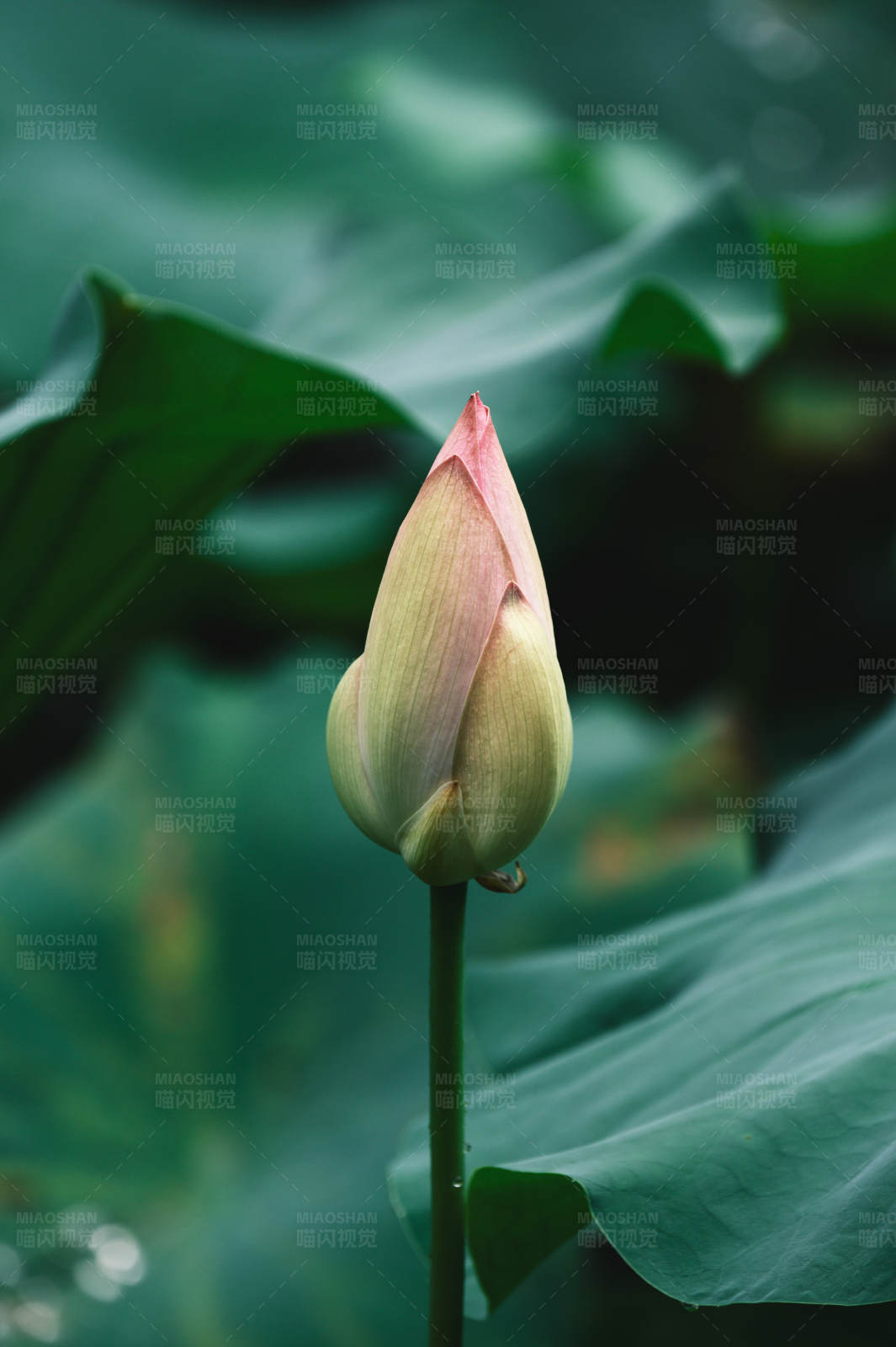 荷花含苞待放图片