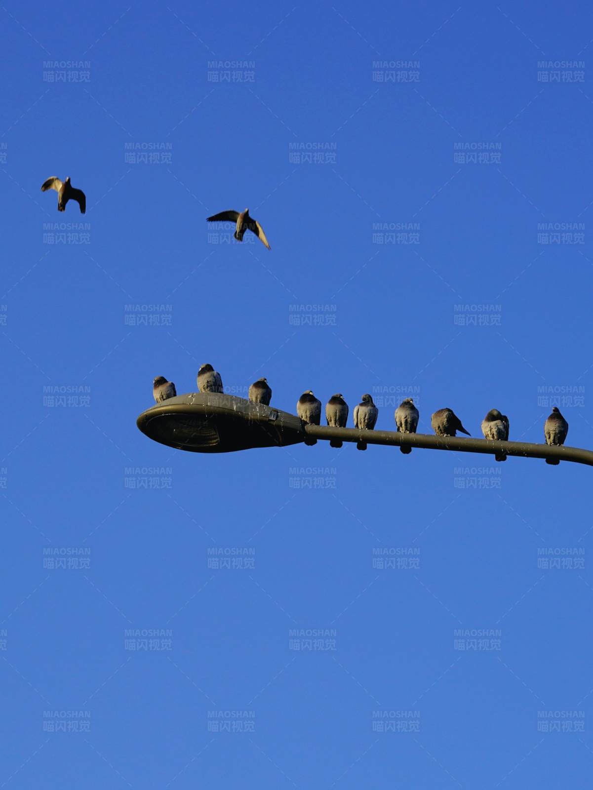 鸟儿在路灯上休息图片