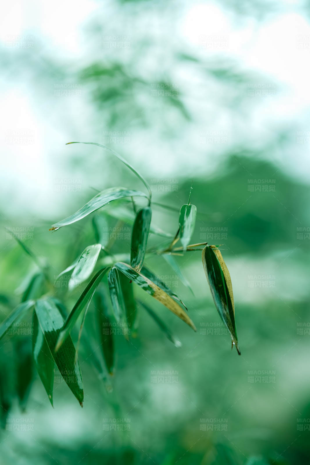竹叶特写图片