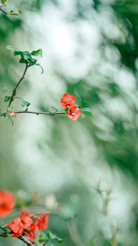 红花绿叶春意浓图片