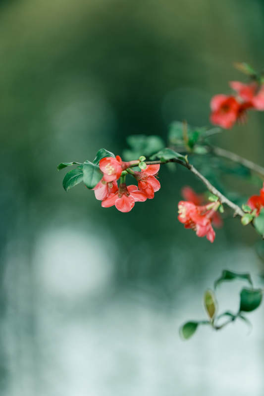 春日红花绽放图片