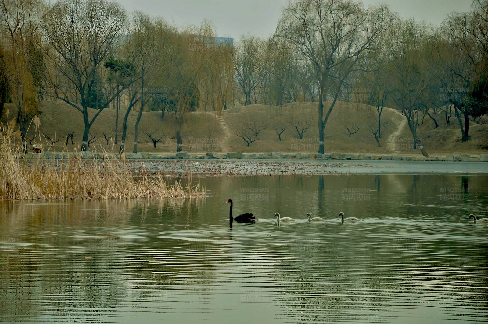湖中鸭子游图片