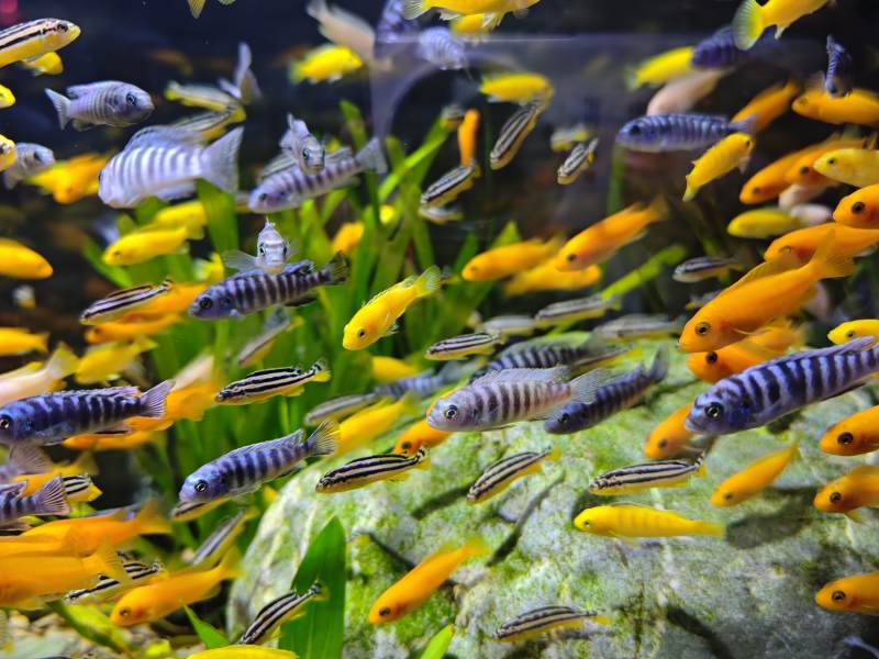 多彩鱼群水族箱图片