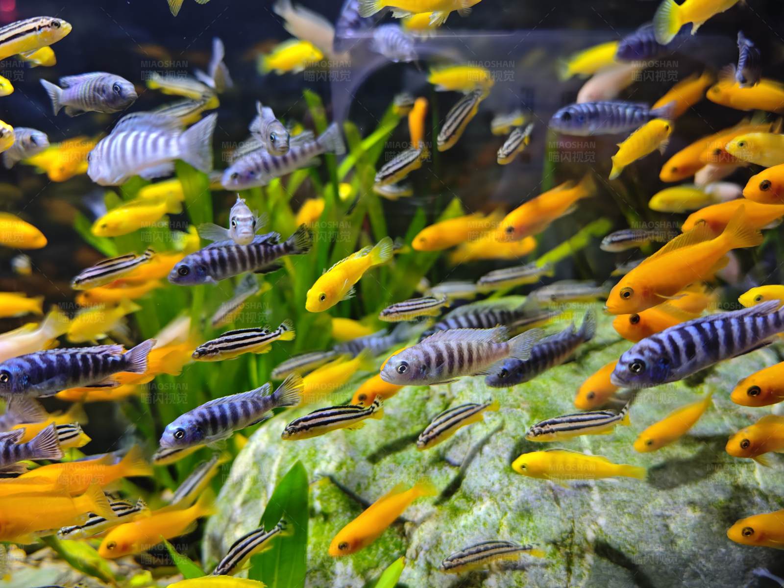 多彩鱼群水族箱图片