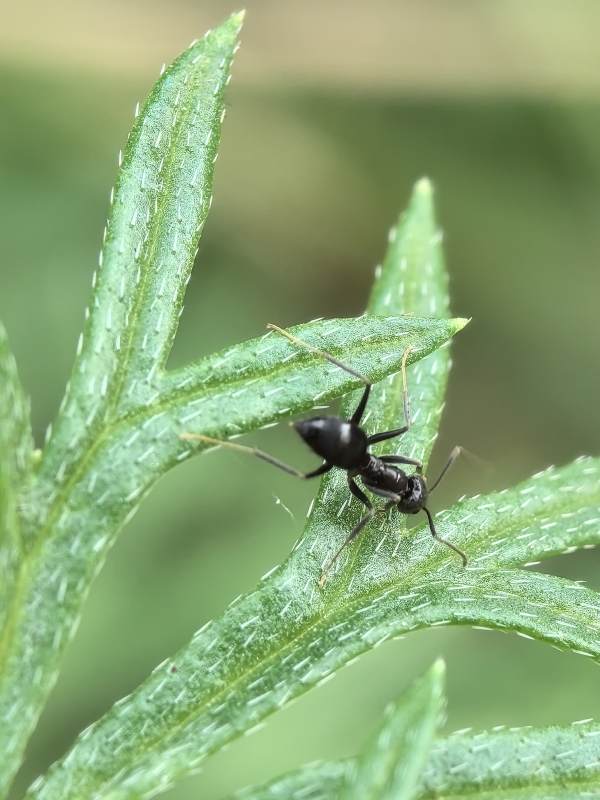 黑蚂蚁在绿叶上图片