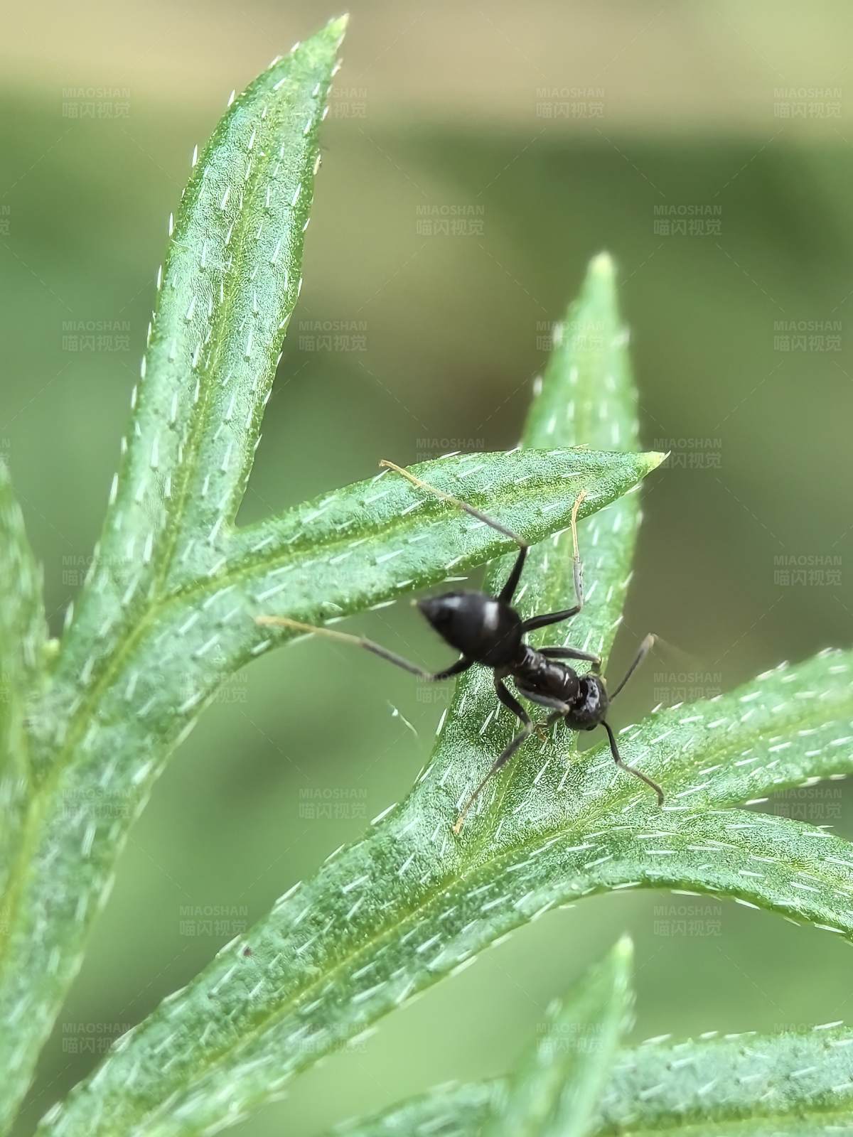 黑蚂蚁在绿叶上图片