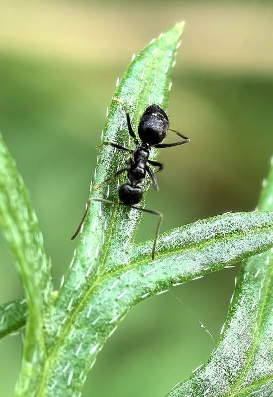 黑蚂蚁在绿叶上图片