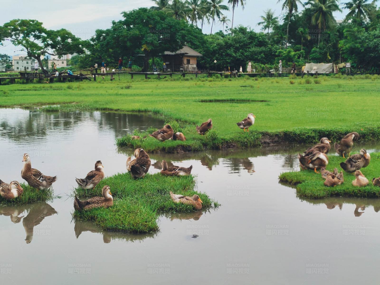池塘边的鸭子群图片