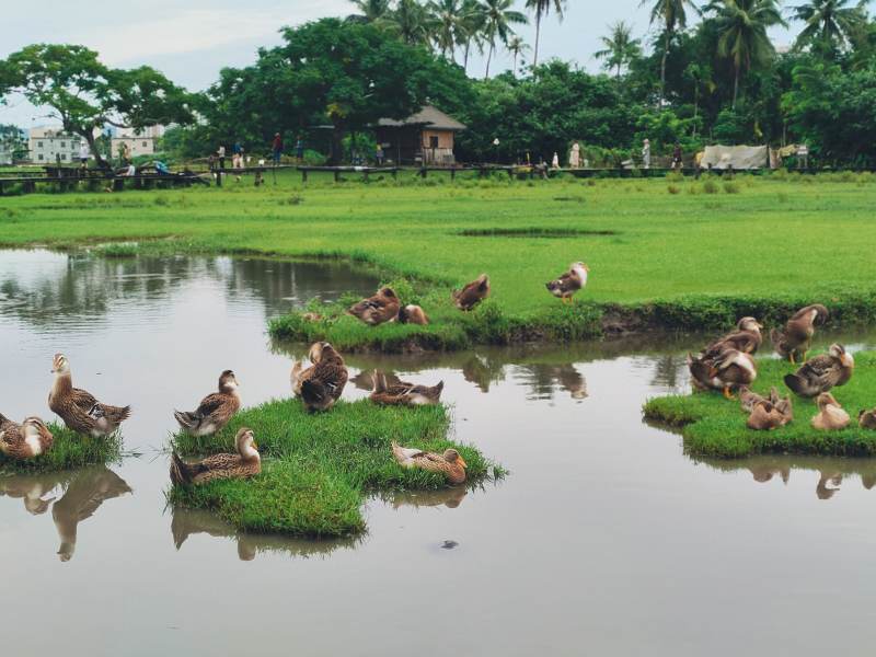 池塘边的鸭子群图片