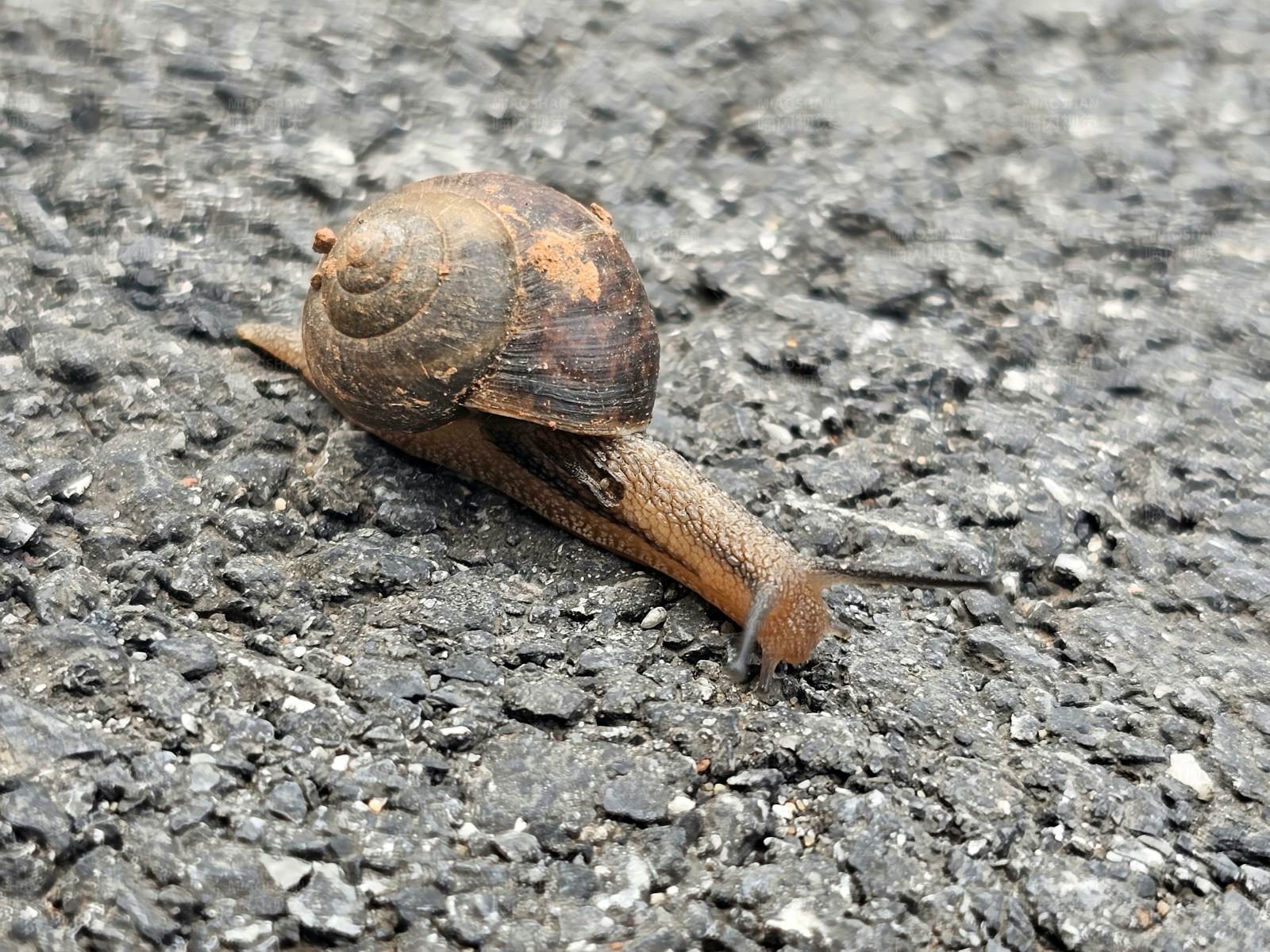 蜗牛的慢行图片