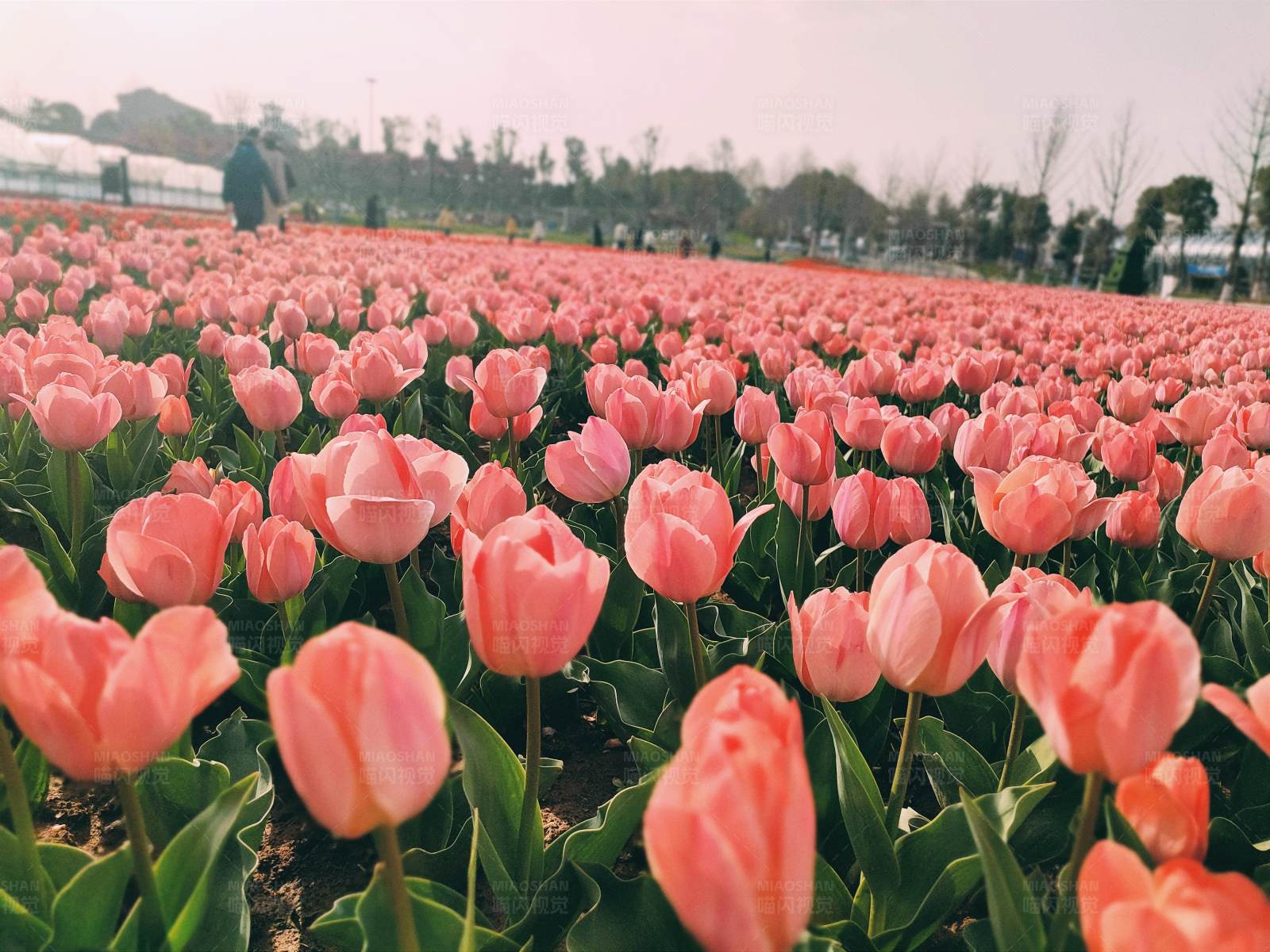粉色郁金香花海图片