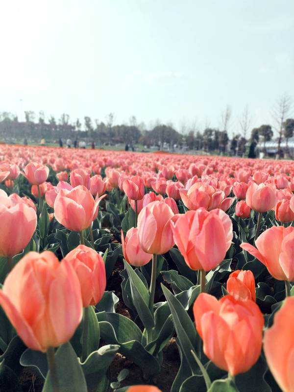 粉色郁金香花海图片