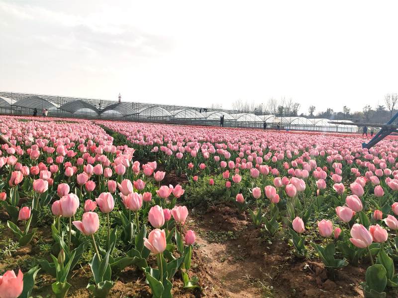 粉色郁金香花海图片