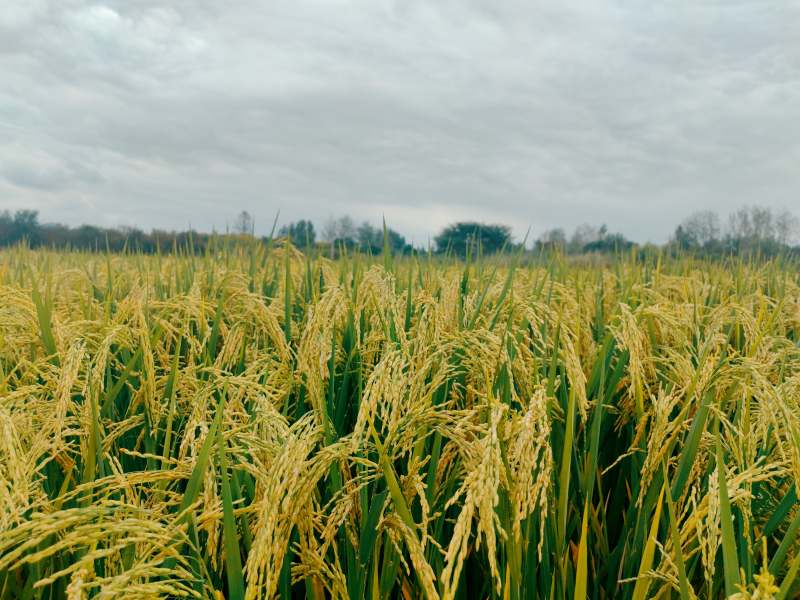 金黄稻田丰收季图片