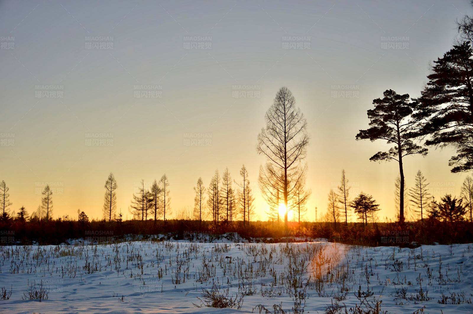 冬日夕阳雪地松树图片